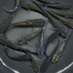 メダカ　15匹+α 【画像同等】ミッドナイトフリル系　めだか　若魚〜成魚サイズの画像
