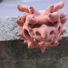 シ―サ―の画像