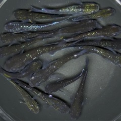 メダカ　15匹+α 【画像同等】ミッドナイトフリル系　めだか　若魚〜成魚サイズの画像