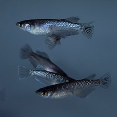 メダカ　15匹+α 【画像同等】ミッドナイトフリル系　めだか　若魚〜成魚サイズの画像