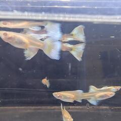アルビノドイツイエロータキシードRREA 2匹の画像