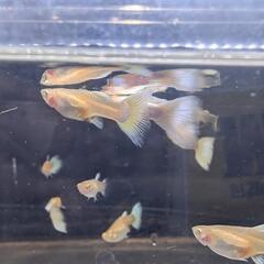 アルビノドイツイエロータキシードRREA 2匹の画像