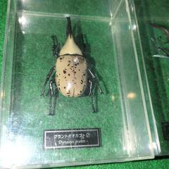 昆虫セットの画像