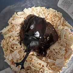 ホワイトアイ　カブトムシの画像
