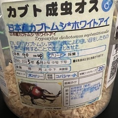 ホワイトアイ　カブトムシの画像