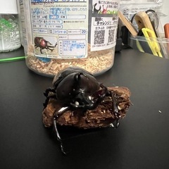 ホワイトアイ　カブトムシの画像