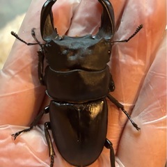 【特価】ホペイオオクワガタペアの画像