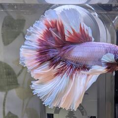 ベタ ローズテールダンボの画像