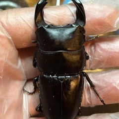 【特価】ホペイオオクワガタペアの画像