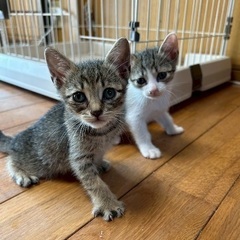 まだまだ小さな子猫