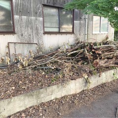 木の画像