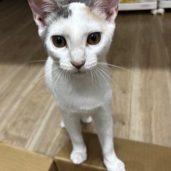 パステルミケ