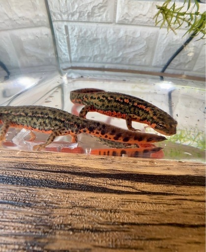 福江島　アカハライモリ　2匹 + 保証1匹