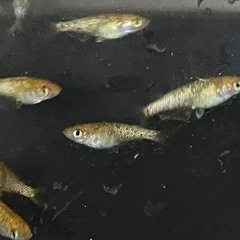レクリス10匹の画像