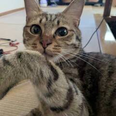 1歳2か月　きじ♀
