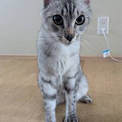 1歳2か月　シルバー