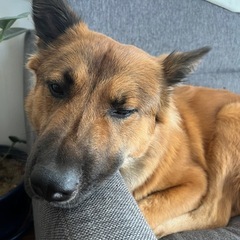 保護犬活動をしてる場所に送りたいです。