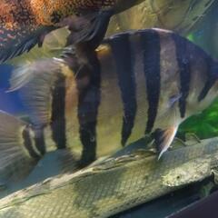 熱帯魚　外部濾過セット　大阪府引き取り限定の画像
