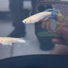 届けます‼️激レア「プリムローズフローラ」稚魚10の画像