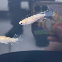 届けます‼️激レア「プリムローズフローラ」稚魚10の画像