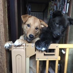 【至急】里親さんを探しています！