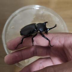 カブトムシ♂単400円の画像
