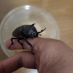 カブトムシ♂単400円の画像