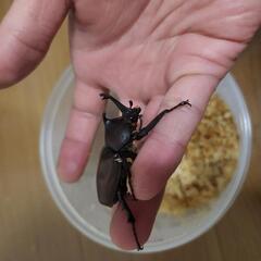 カブトムシ♂単体400円の画像