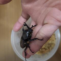 カブトムシ♂単体400円の画像