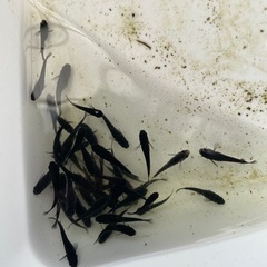 オロチメダカの画像