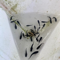 オロチメダカの画像