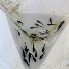 オロチメダカの画像
