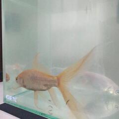 鉄魚（2匹）の画像