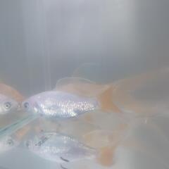 鉄魚（2匹）の画像