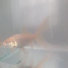鉄魚（2匹）の画像