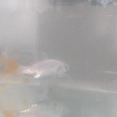 鉄魚（2匹）の画像