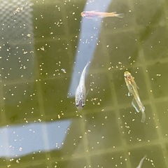 【メダカ】ミックス【20匹】の画像
