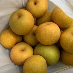 梨　ナシ　幸水 梨農家直接販売(委託) B品　訳あり梨　一個150円x個数の画像