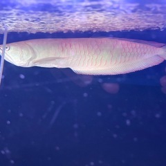 アルビノシルバーアロワナの画像