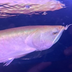 アルビノシルバーアロワナの画像
