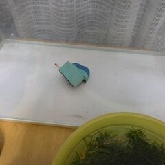 60cmスリム水槽　引き取り限定の画像