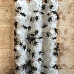 鈴虫の画像
