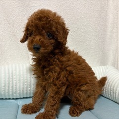 トイプードル　男の子