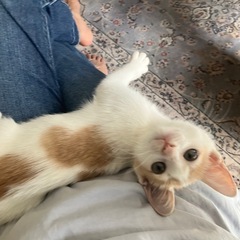 人懐っこい子猫です。トイレ出来ます。
