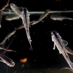クロマージュ（フロマージュ派生）　メダカの画像