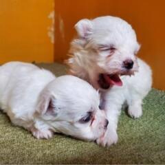 マルチーズご予約🐶