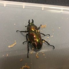 ニジイロクワガタペアの画像