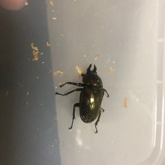 ニジイロクワガタペア
の画像