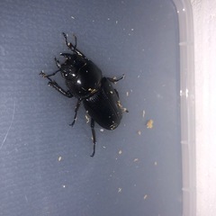 オオクワガタペア♂75♀44の画像