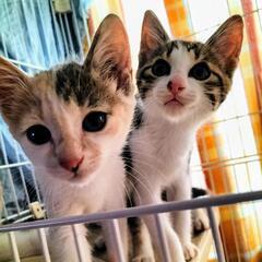 元気いっぱい♡パステル三毛&アメショ兄妹